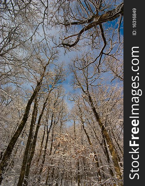 Looking up through forest canopy in winter time. Looking up through forest canopy in winter time