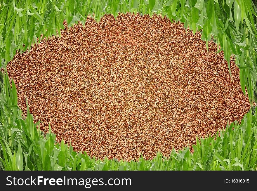 Eye Shape Grass In Front Of Sand