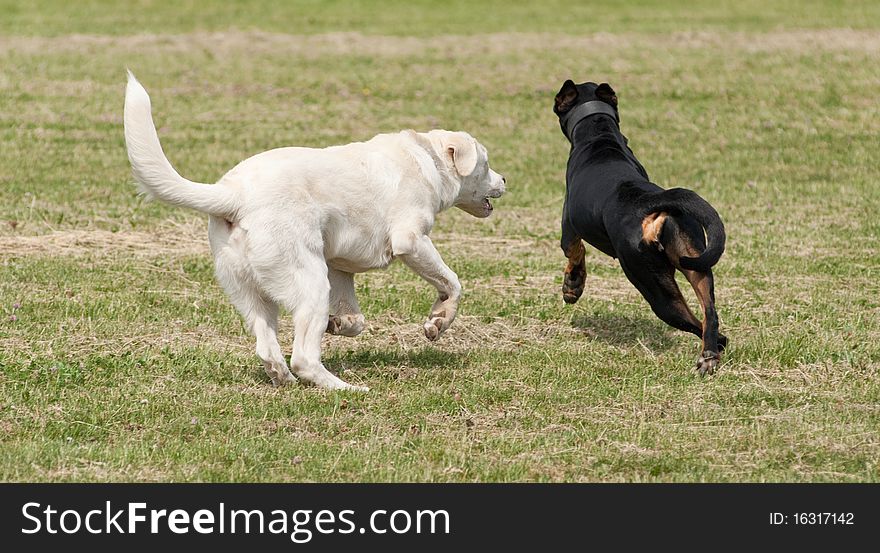 A black and a white dog playing outside in a park. A black and a white dog playing outside in a park