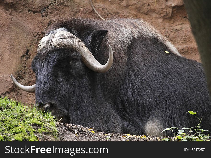 The muskox (Ovibos moschatus) is an Arctic mammal of the Bovidae family, noted for its thick coat and for the strong odor emitted by males, from which its name derives. This musky odor is used to attract females during mating season. Muskoxen live primarily in Arctic North America, with small reintroduced populations in Sweden, Siberia and Norway.