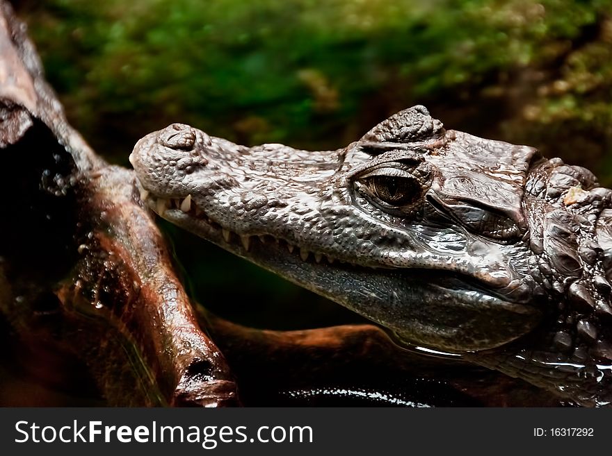 A cayman (Caiman) lies in the water and stretch out his head