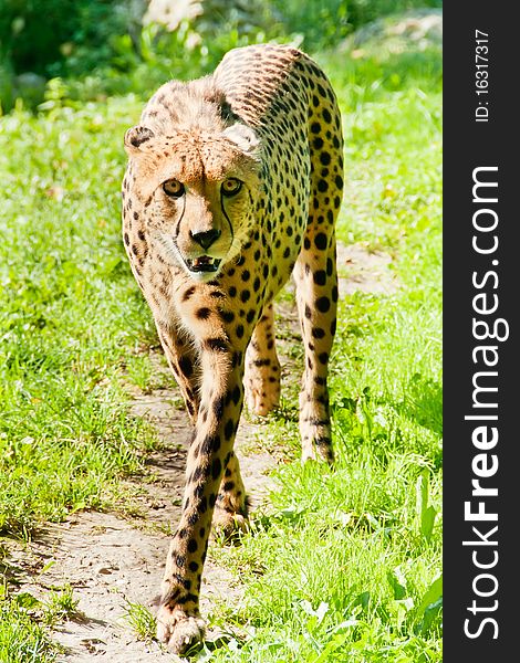 A cheetah  (Acinonyx jubatus) on a path in a meadow. A cheetah  (Acinonyx jubatus) on a path in a meadow