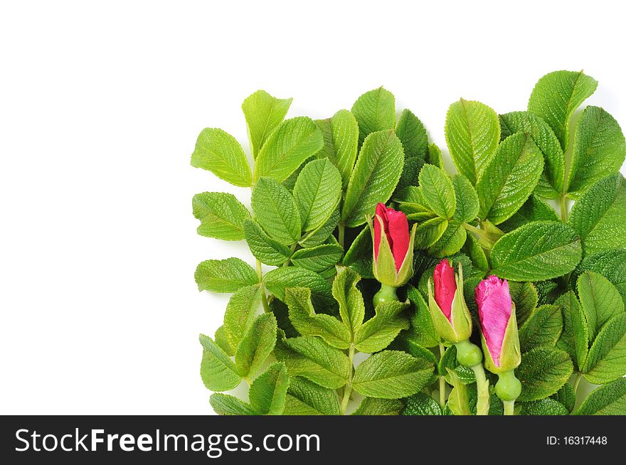 Green beauty frame of leafs and rose blossom. Green beauty frame of leafs and rose blossom