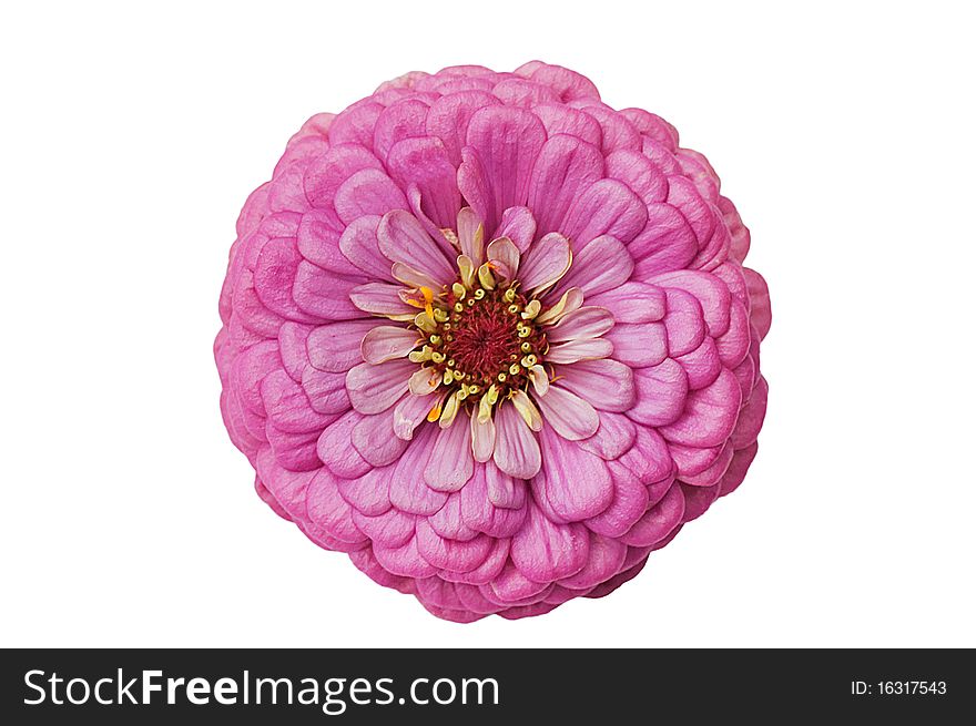 Close up of a pink flower isolated on white