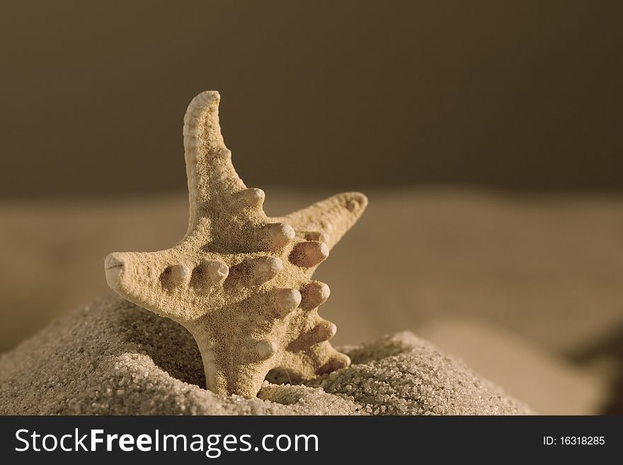 The dried starfish on sea sand, studio photographing.