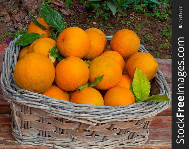 Fresh oranges in the basket . Fresh oranges in the basket .