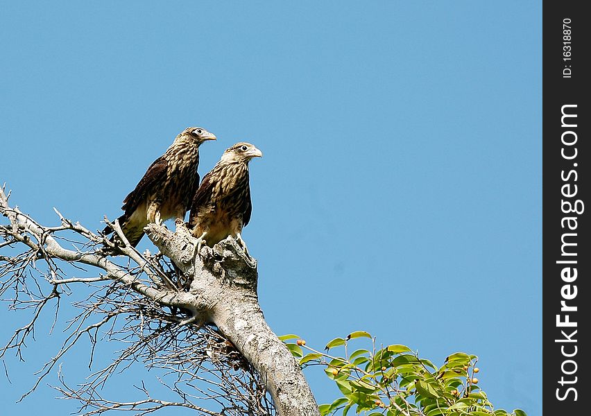 Yellow-headed Caracaras