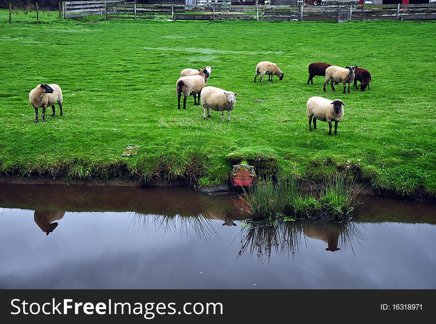 Flock of sheep grazing on farm