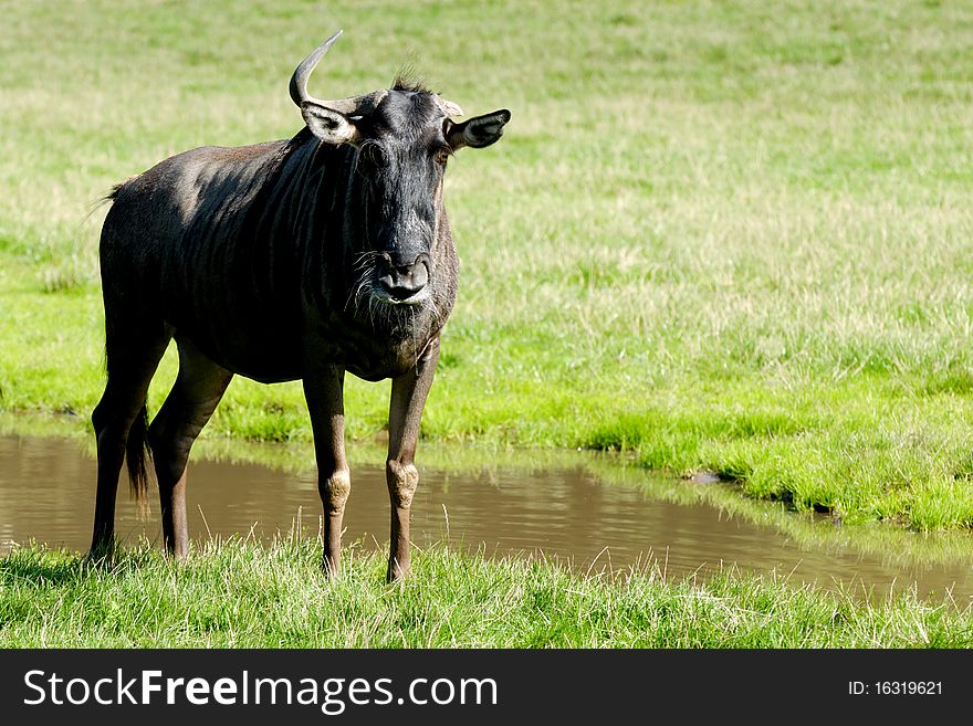 Old gnu is standing and looking on green grass