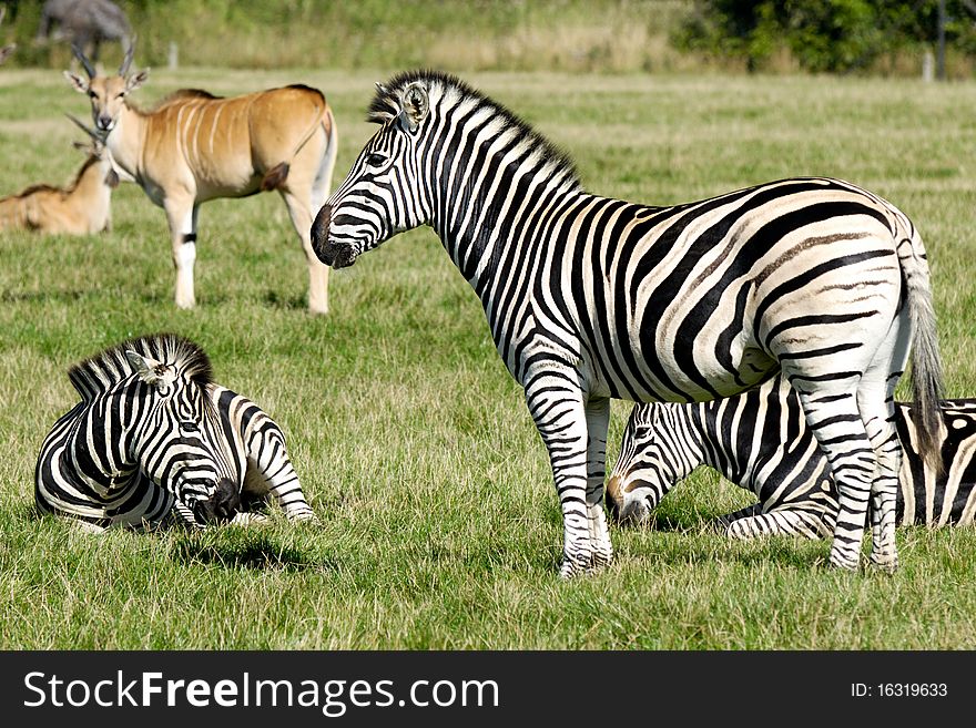 A group of zebras are resting in the green grass.