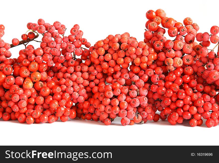 Natural red rowan on a white background