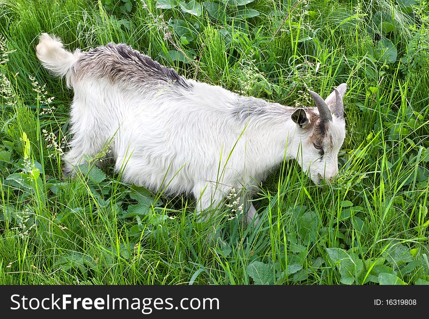 Goat grazing on green grass