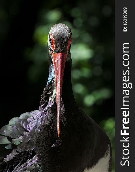 A black stork shot in Germany. A black stork shot in Germany