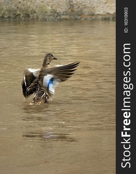 A duck shot in SchwÃ¤bisch Hall. A duck shot in SchwÃ¤bisch Hall