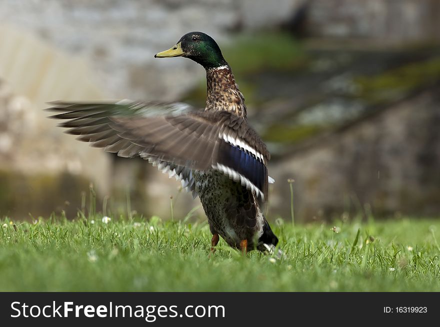 A duck shot in SchwÃ¤bisch Hall. A duck shot in SchwÃ¤bisch Hall