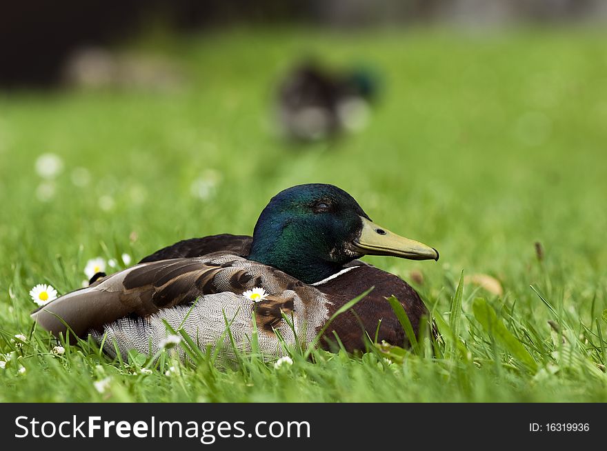 Happy Duck in between Daisies