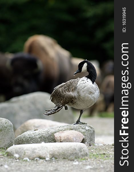 Happy Duck In Front Of A Bison