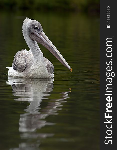 A white pelican in a green glowing lake