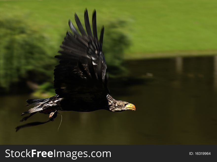 A young white head sea eagle before he gets his white head