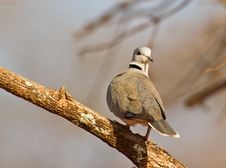 Portrait Of Ring-necked Dove Royalty Free Stock Photos Portrait Of Ring-necked Dove Royalty Free Stock Photos