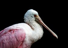 Roseate Spoonbill Stock Photography