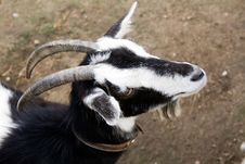 Goat Royalty Free Stock Image Goat Royalty Free Stock Image