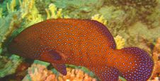 Red Fish Stock Photography Red Fish Stock Photography