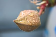 Cactus Bud Royalty Free Stock Photography Cactus Bud Royalty Free Stock Photography