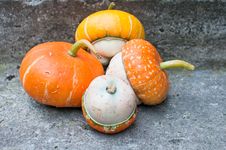 Four Decorative Pumpkins (Cucurbita Pepo) Stock Image Four Decorative Pumpkins (Cucurbita Pepo) Stock Image