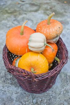 Basket Of Decorative Pumpkins (Cucurbita Pepo) Royalty Free Stock Image Basket Of Decorative Pumpkins (Cucurbita Pepo) Royalty Free Stock Image