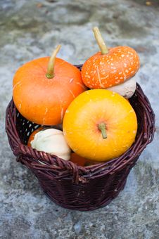 Basket Of Decorative Pumpkins (Cucurbita Pepo) Stock Images Basket Of Decorative Pumpkins (Cucurbita Pepo) Stock Images