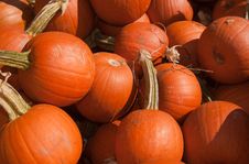 Pie Pumpkins Stock Image Pie Pumpkins Stock Image