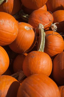Pumpkins Royalty Free Stock Image Pumpkins Royalty Free Stock Image
