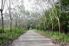 Rubber Tree Royalty Free Stock Image Rubber Tree Royalty Free Stock Image