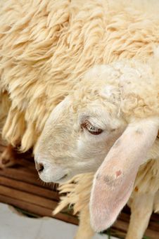 Sheep Park Grass Head Royalty Free Stock Photo Sheep Park Grass Head Royalty Free Stock Photo