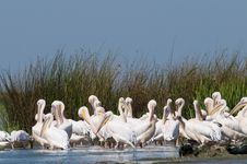 White Pelicans Colony Stock Photo White Pelicans Colony Stock Photo