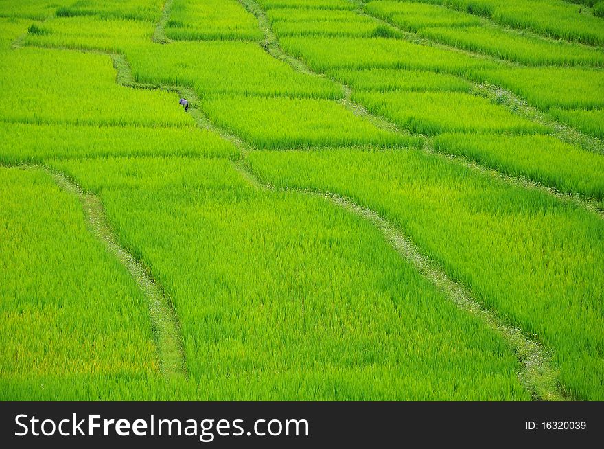 The rice paddyfield in Thailand.