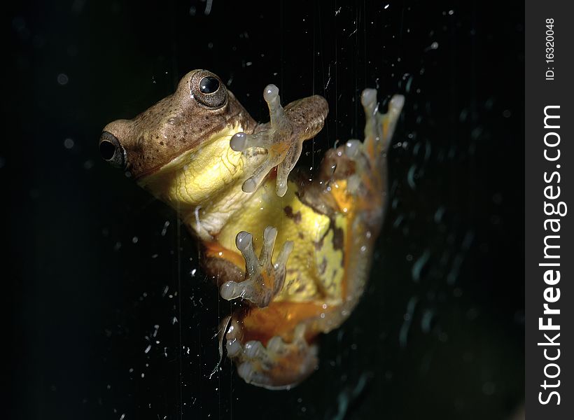 Frog At Window