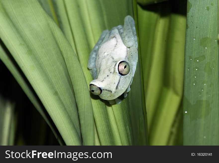 A frog shot in south america. A frog shot in south america