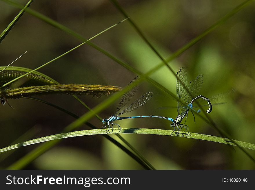 Two dragonflies mating with a third one in front