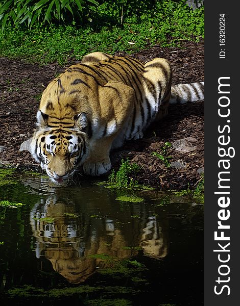 A tiger drinking from a river