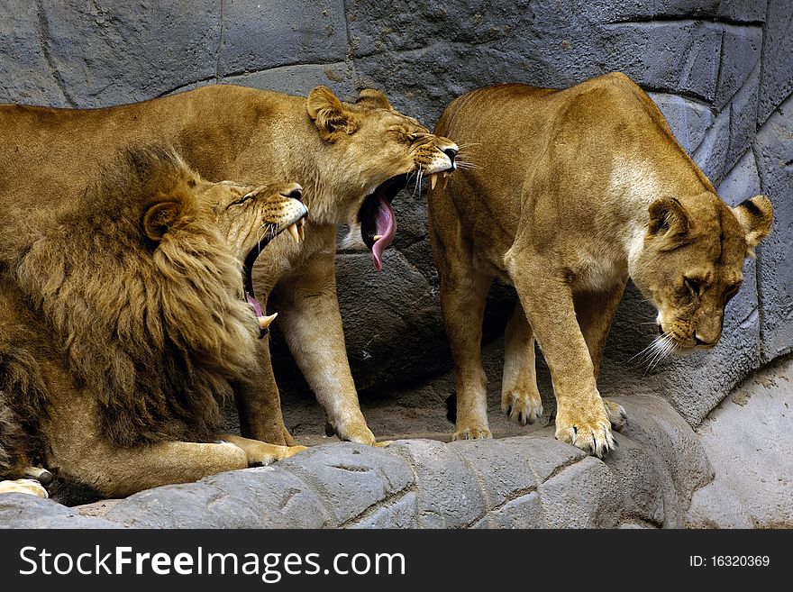 Three Fierce Lions