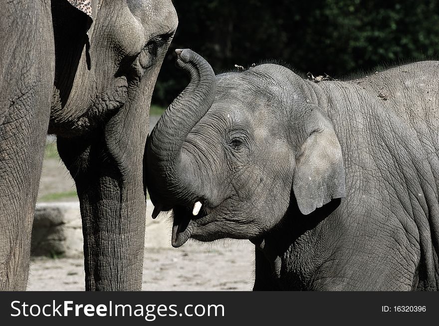 An elephant baby greeting his mother. An elephant baby greeting his mother