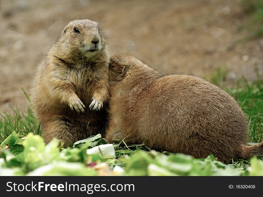 Two prairie dogs sitting close together