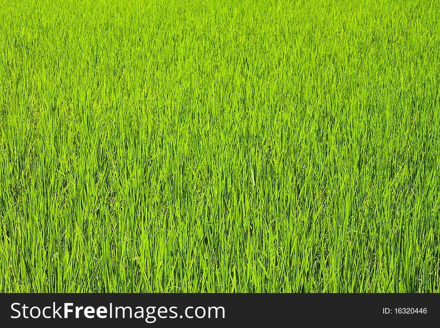 Take from ruralside,green rice farm background