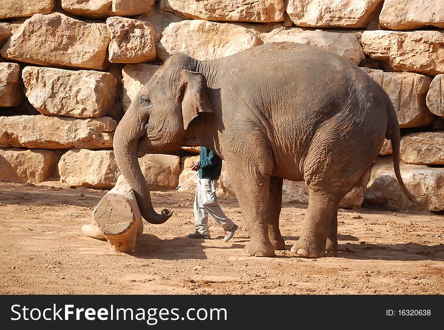 Asian elephant pushing the log