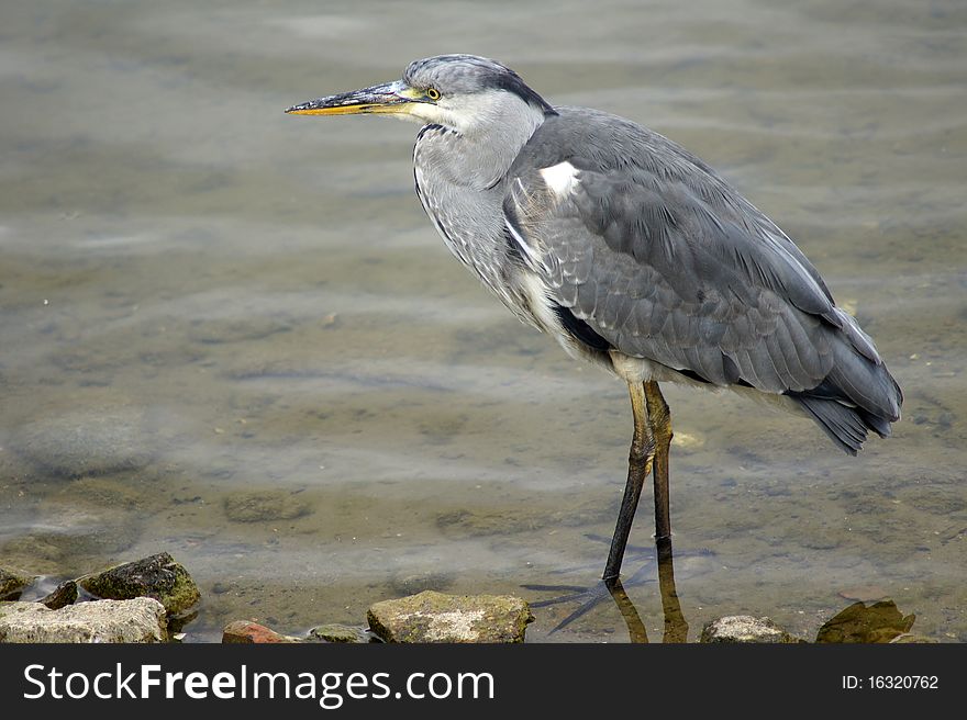 A Heron that is hunting fish in Canada Water. A Heron that is hunting fish in Canada Water.