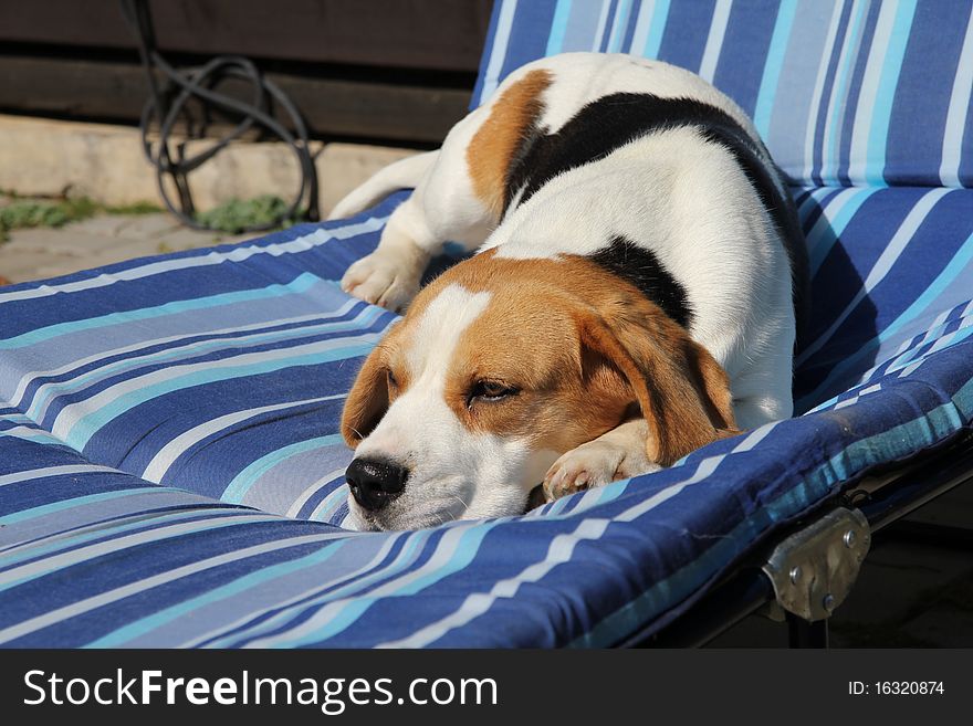 Sleepy beagle lying on cough. Sleepy beagle lying on cough