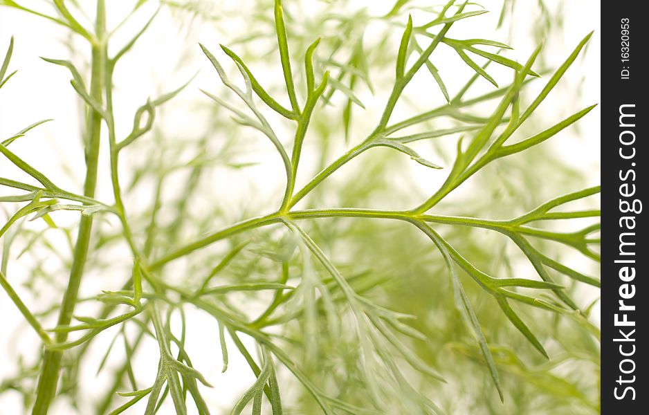 Dill. Create the background. Accommodation varied. Isolated on white background.