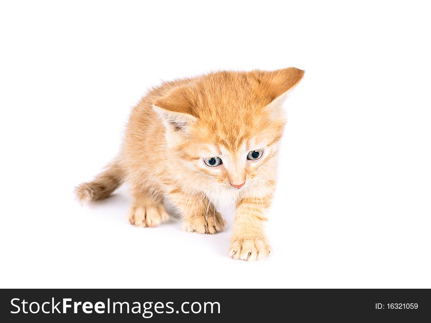 Cute kitten isolated on white background. Cute kitten isolated on white background.